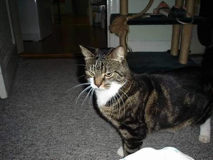 Blanding af racer Manda - Jeg har ikke nogen smart bemærkning til det her billede, men er jeg ikke fin? billede 4