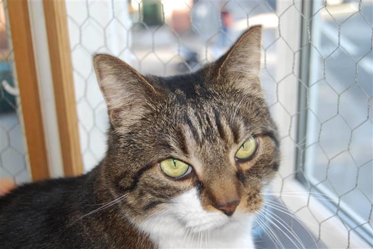 Blanding af racer Manda - Hvis ikke det der er en kløpind, så er jeg altså optaget af noget andet billede 5