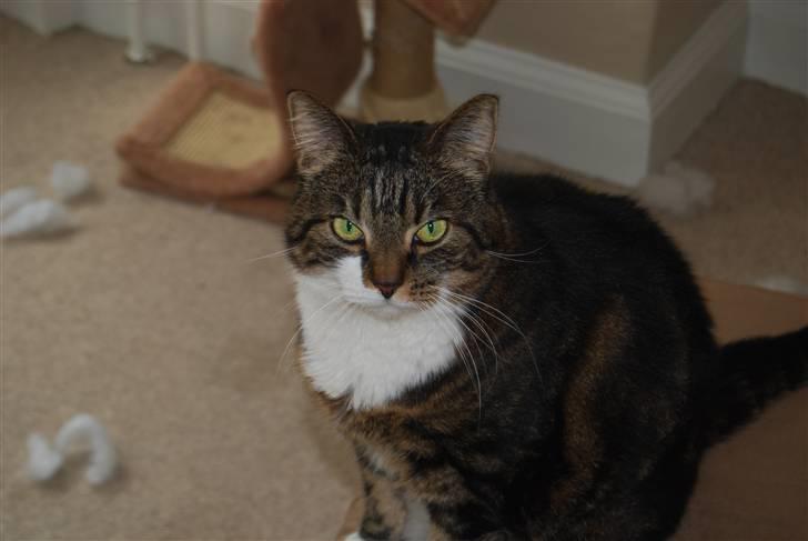 Blanding af racer Manda - Tag nu det billede. Jeg har jo en aftale med min madskål nu!! billede 6