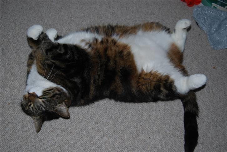 Blanding af racer Manda - Hvor kom jeg nu fra? Nåh jo!!!! ZZZZZZZZZZZZ billede 7