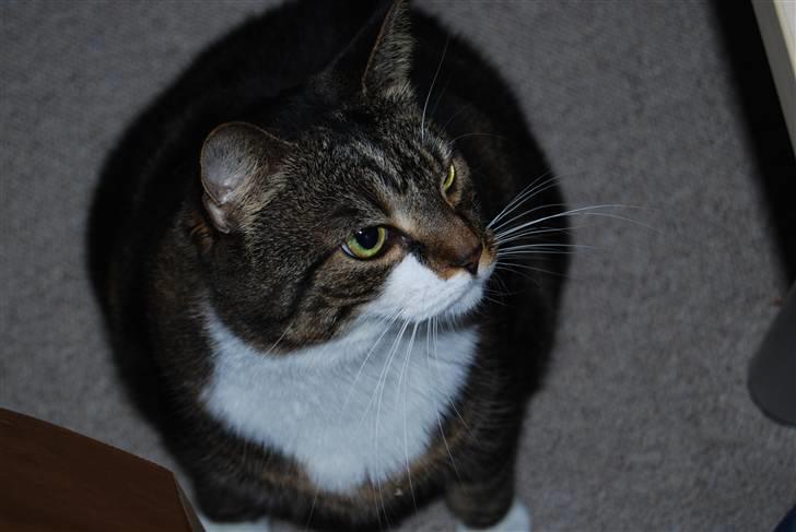 Blanding af racer Manda - Hvis du giver et stykke kylling, så får du lov til at nusse mig bagefter :o) billede 8