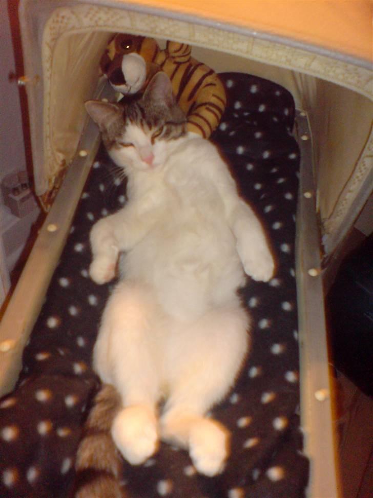 Huskat George Clooney - George Clooney elsker sin kurv, som er en gammel metal-dukkevogn. billede 1