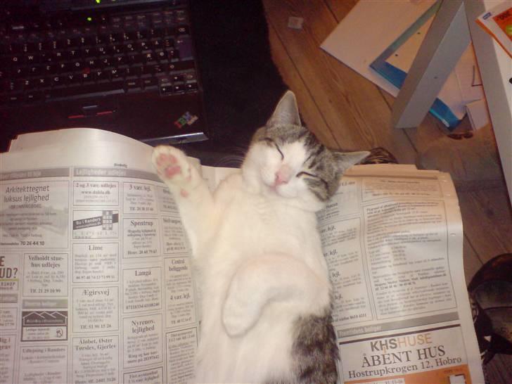 Huskat George Clooney - George Clooney gør alt hvad han kan for at få sin mors opmærksomhed. billede 2