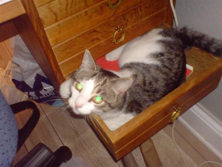 Huskat George Clooney - George Clooney putter i skrivebordsskuffen. billede 4