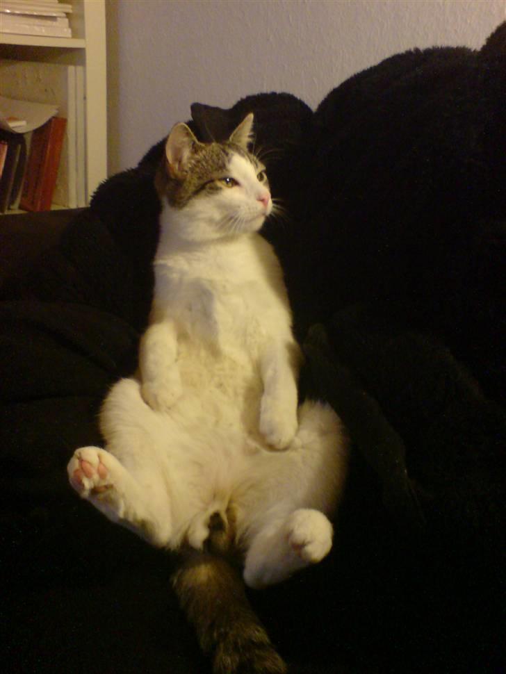 Huskat George Clooney - George Clooney har en svaghed for at ligge på ryggen :-D billede 5