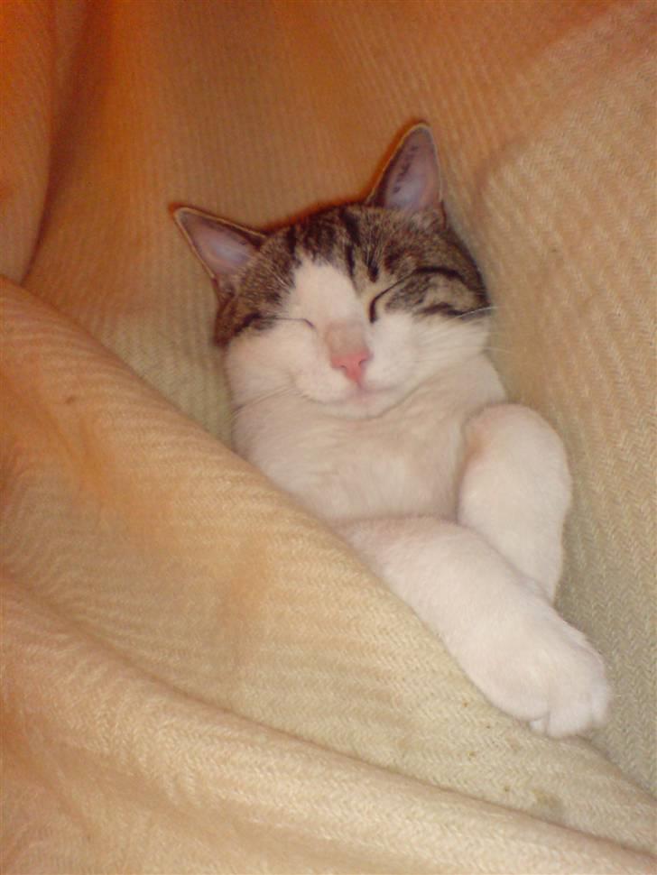 Huskat George Clooney - En rigtig lille puttetrold. billede 6