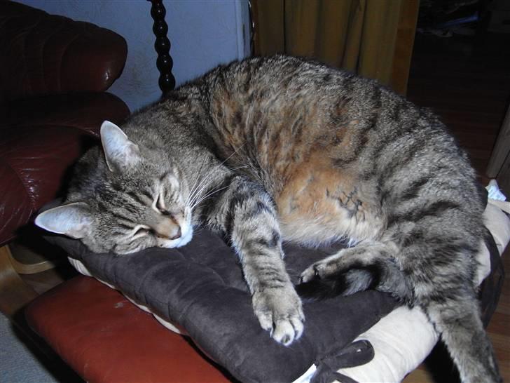 Blanding af racer Miv RIP billede 14