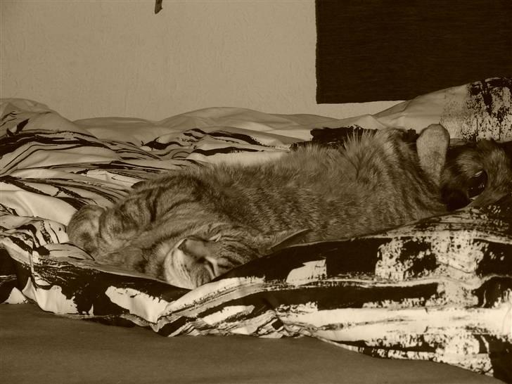 Blanding af racer Miv RIP - Sådan ligger man altså bedst og sover.. xD billede 15