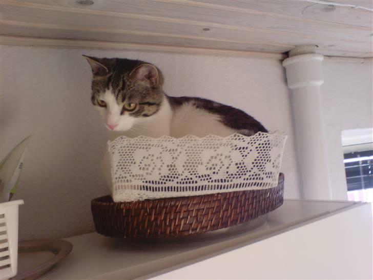 Huskat George Clooney - Brødkurven der står oven på køkkenskabet er ret hyggelig. billede 7