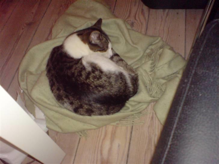 Huskat George Clooney - Ligger lige på et tæppe på gulvet, (jeg tror nogen gange at jeg er en hund :-P) billede 8