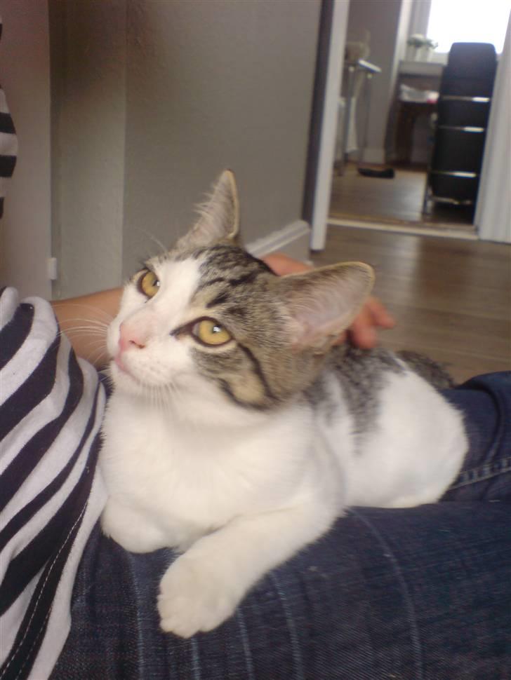 Huskat George Clooney - Det er billede er taget et kvarter efter jeg kom hjem til min mor. Det var kærlighed ved første blik. billede 9