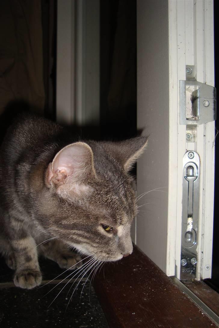 Huskat Marilyn - "Er det en mus" billede 4