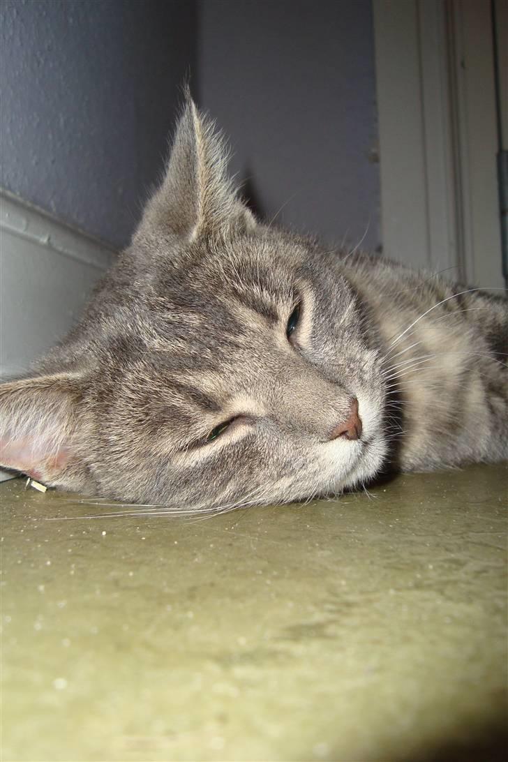 Huskat Marilyn - ZzZzZzZ billede 5