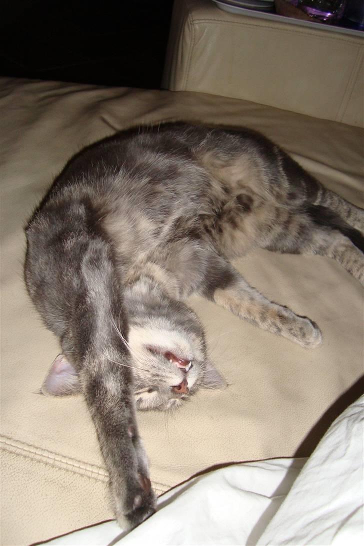 Huskat Marilyn - Hun sover simpelhent på de underligste måder:D billede 6