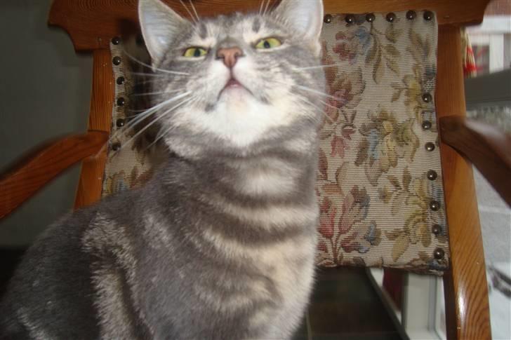 Huskat Marilyn - MAD!! billede 7