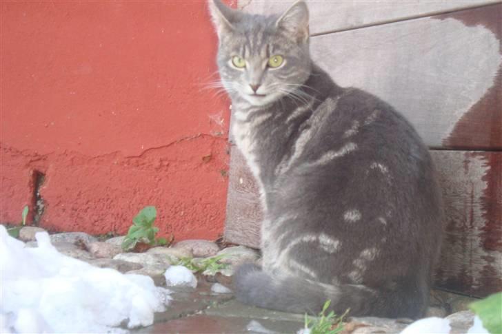 Huskat Marilyn - Er ude og fange mus.. :b billede 8