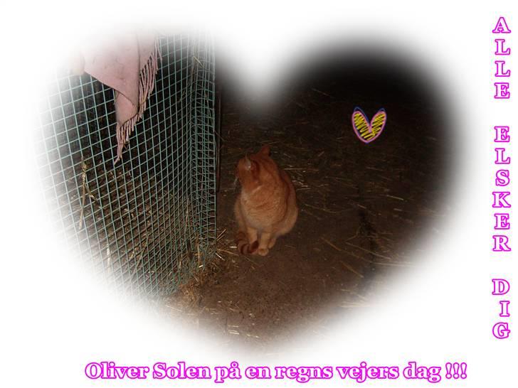 Blanding af racer Oliver <33 billede 6