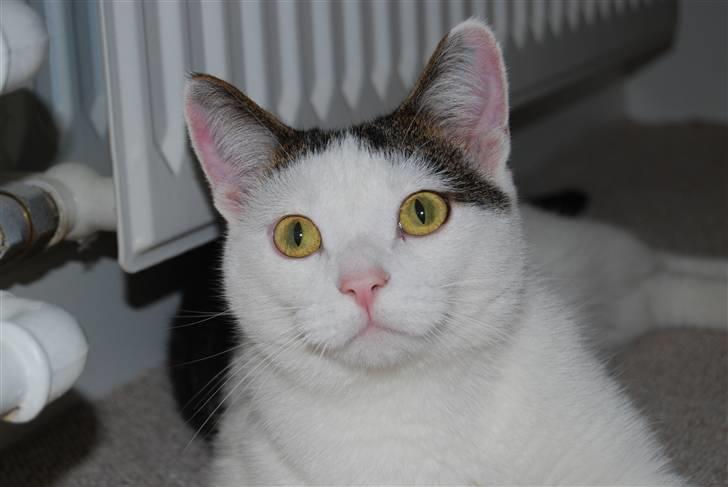 Blanding af racer Figaro billede 1