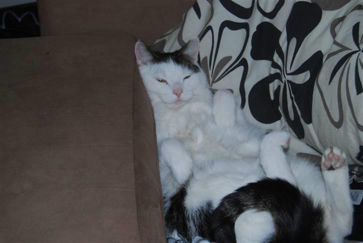 Blanding af racer Figaro billede 2