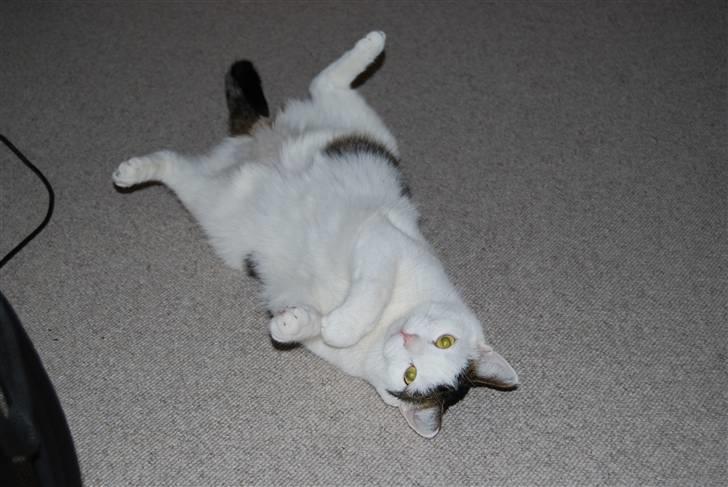 Blanding af racer Figaro billede 4