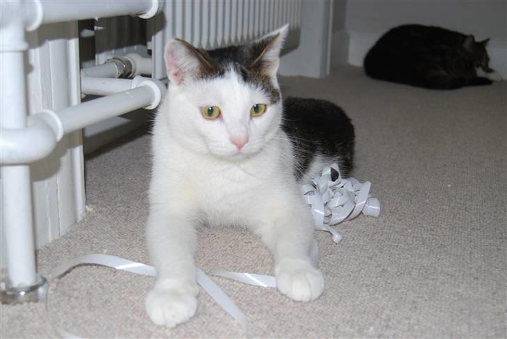 Blanding af racer Figaro billede 5