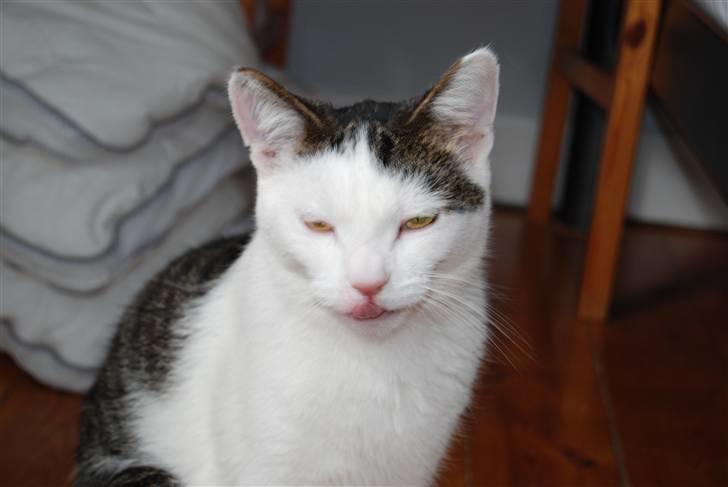 Blanding af racer Figaro billede 6