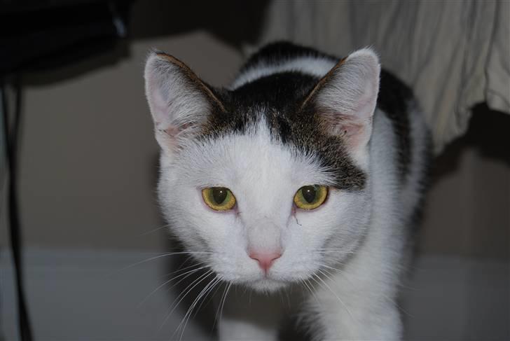 Blanding af racer Figaro billede 7