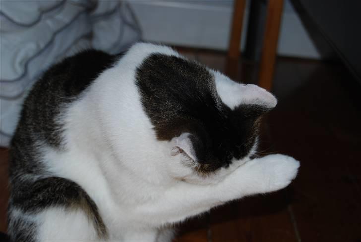 Blanding af racer Figaro billede 8