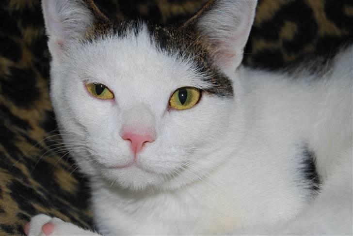 Blanding af racer Figaro billede 9