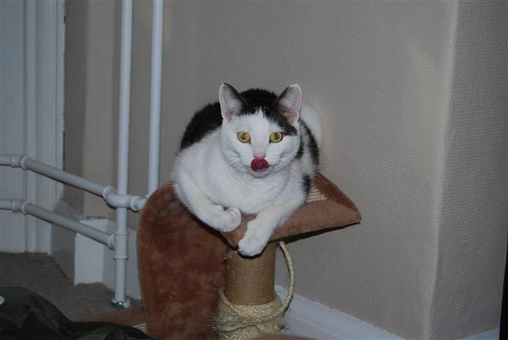 Blanding af racer Figaro billede 10