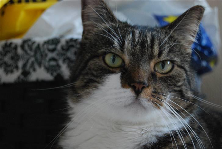 Blanding af racer Manda billede 9