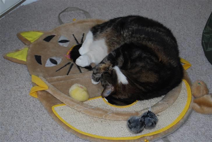 Blanding af racer Manda billede 10