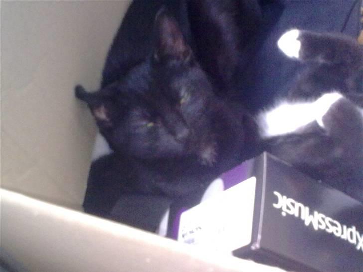 Huskat Plet - Dejligt at ligge i mors flyttekasse (: billede 13