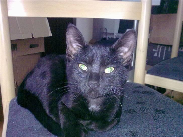 Huskat Plet - Sagde du noget ? ;) billede 14