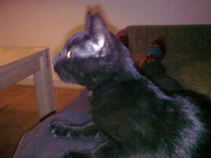 Huskat Plet - Pas på! Jeg angriber :o) billede 15