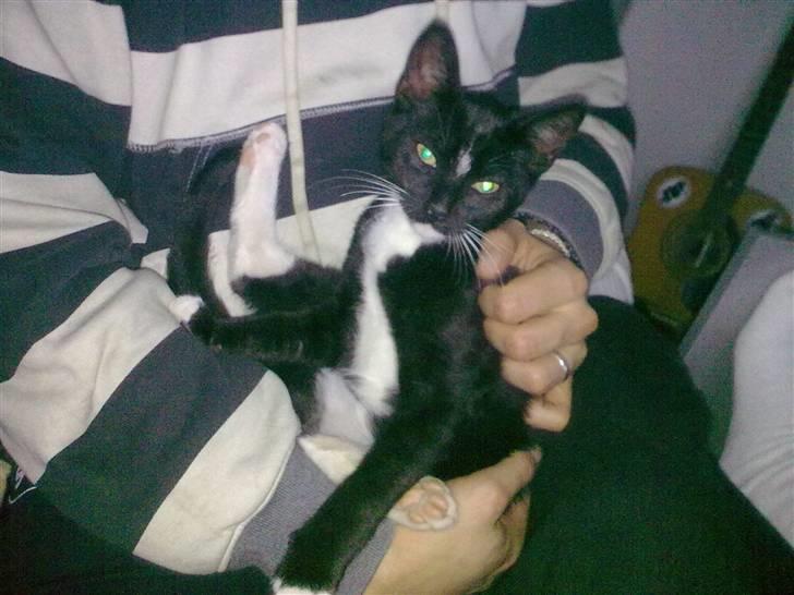 Huskat Bellis *R.I.P* billede 12