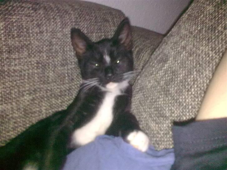 Huskat Bellis *R.I.P* billede 13