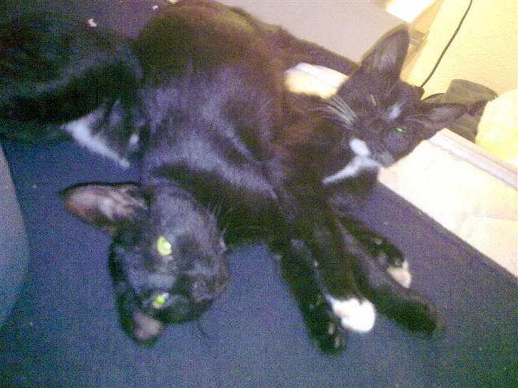 Huskat Bellis *R.I.P* billede 14