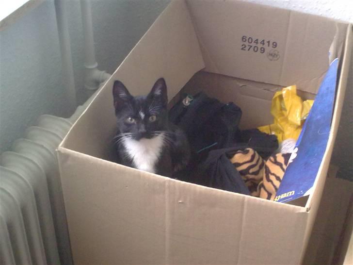 Huskat Bellis *R.I.P* billede 15