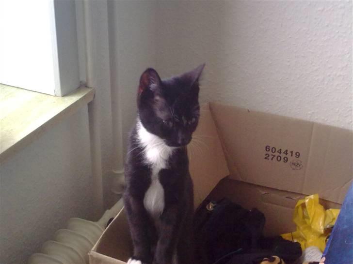 Huskat Bellis *R.I.P* billede 16