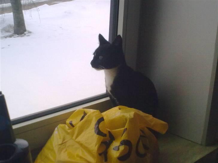 Huskat Bellis *R.I.P* billede 17