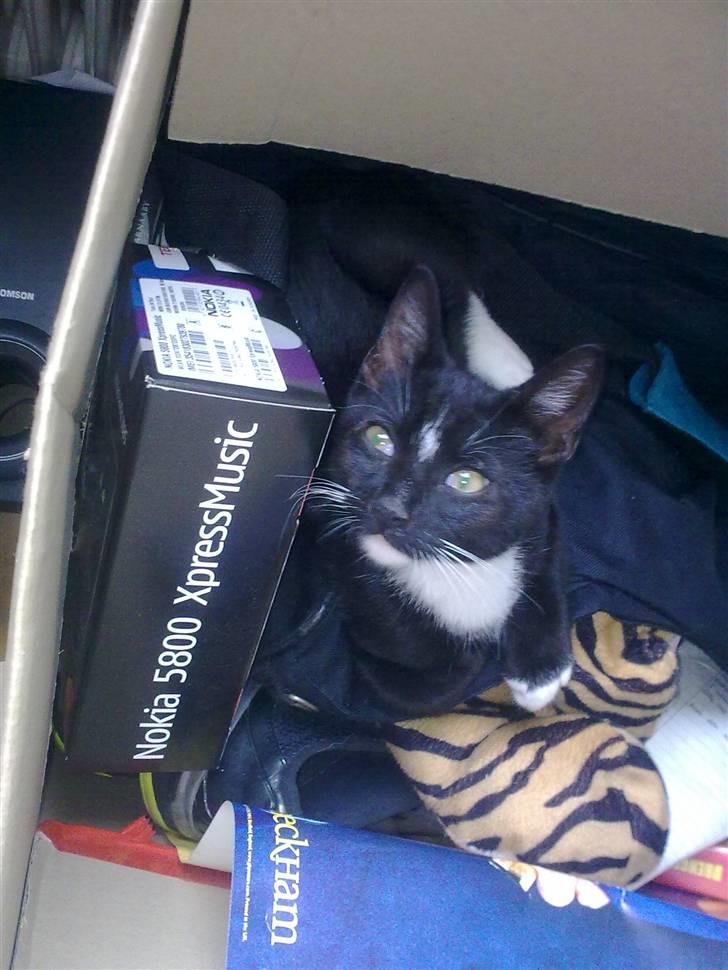 Huskat Bellis *R.I.P* billede 18