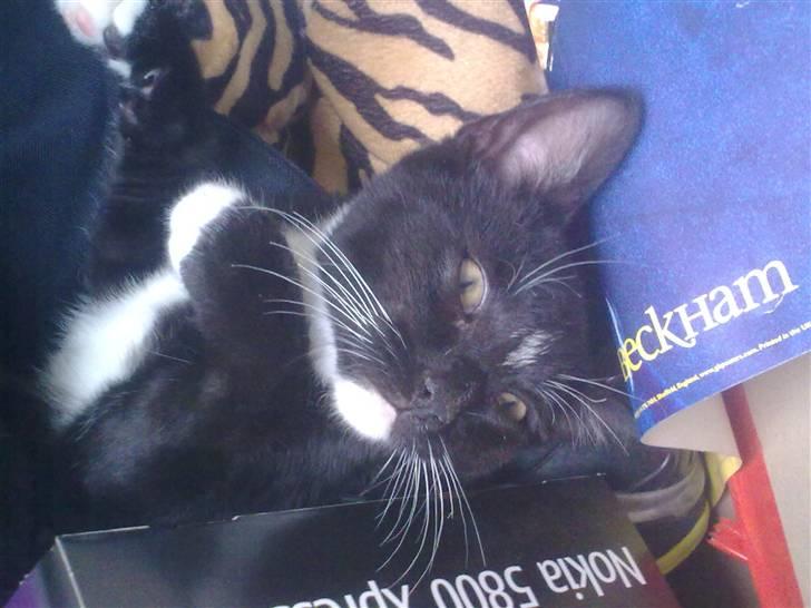 Huskat Bellis *R.I.P* billede 19