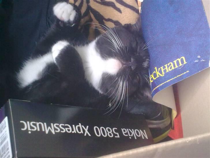 Huskat Bellis *R.I.P* billede 20