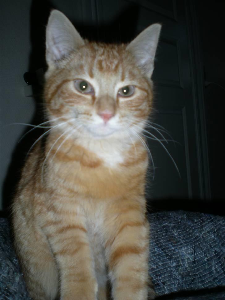 Huskat Otto RIP - Otto the Tiger billede 1