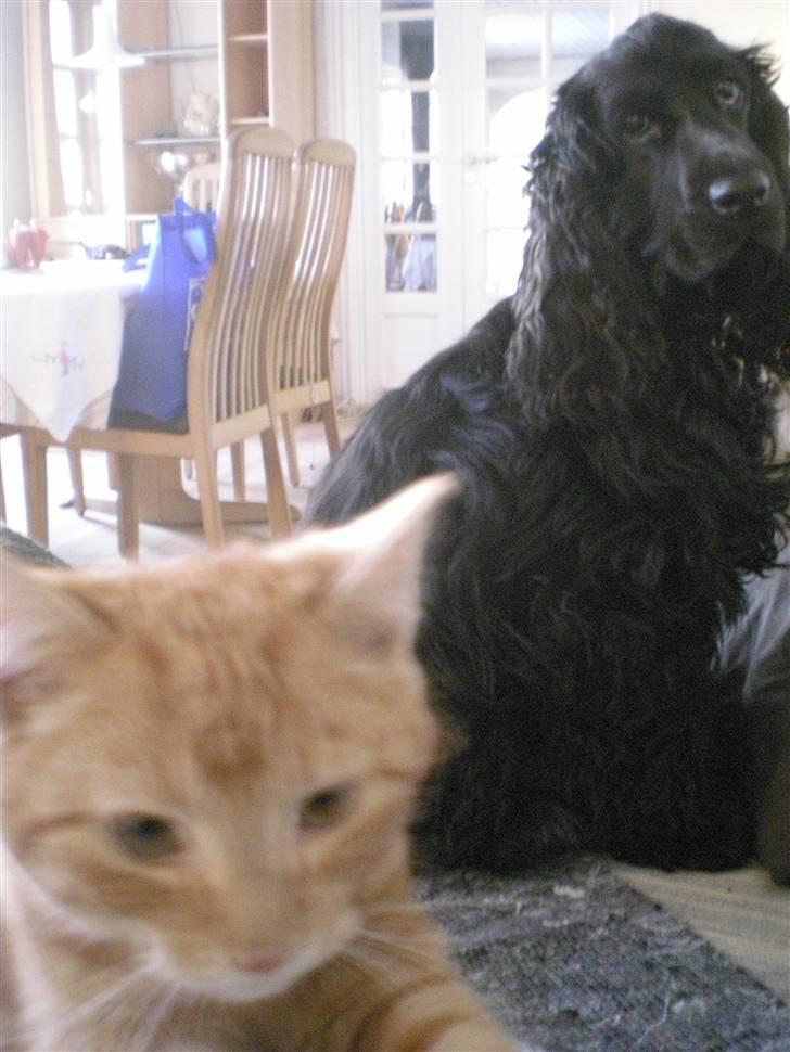 Huskat Otto RIP - sammen med Terle :o) billede 2