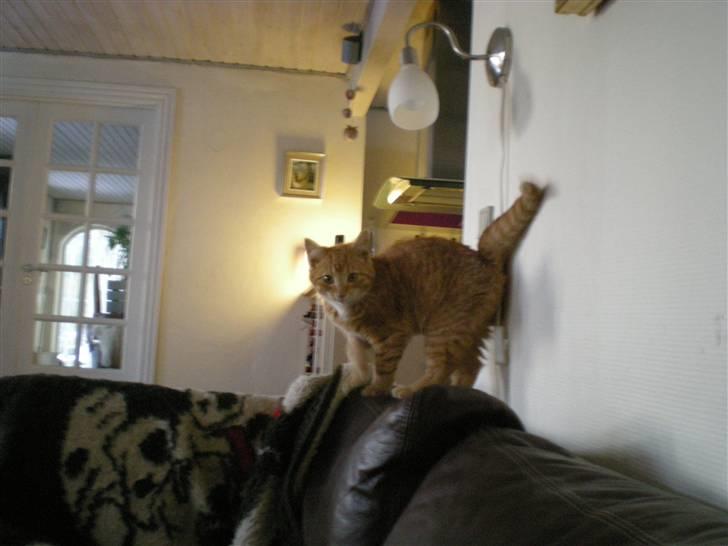 Huskat Otto RIP billede 3