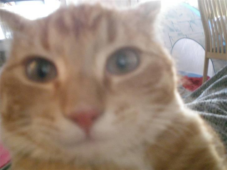 Huskat Otto RIP - Grr billede 4