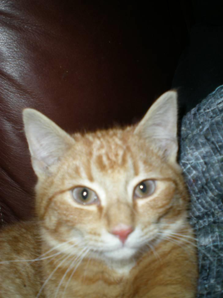 Huskat Otto RIP billede 5