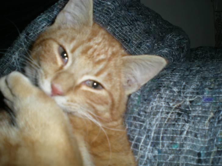 Huskat Otto RIP billede 6